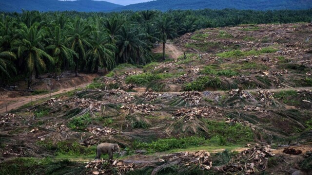 Déforestation tropicale : le recul de 2025, un répit encore fragile