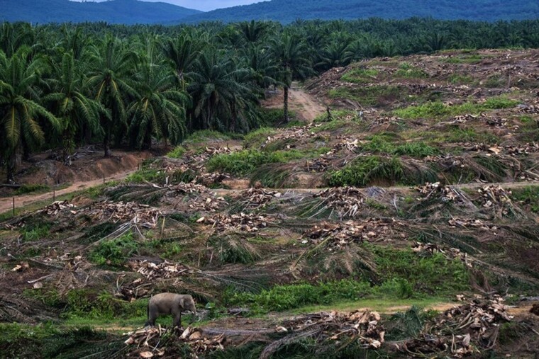 Déforestation tropicale : le recul de 2025, un répit encore fragile