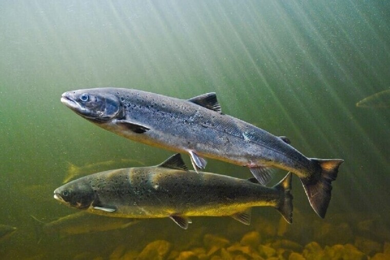 Des saumons dopés malgré eux: quand la cocaïne remonte la rivière