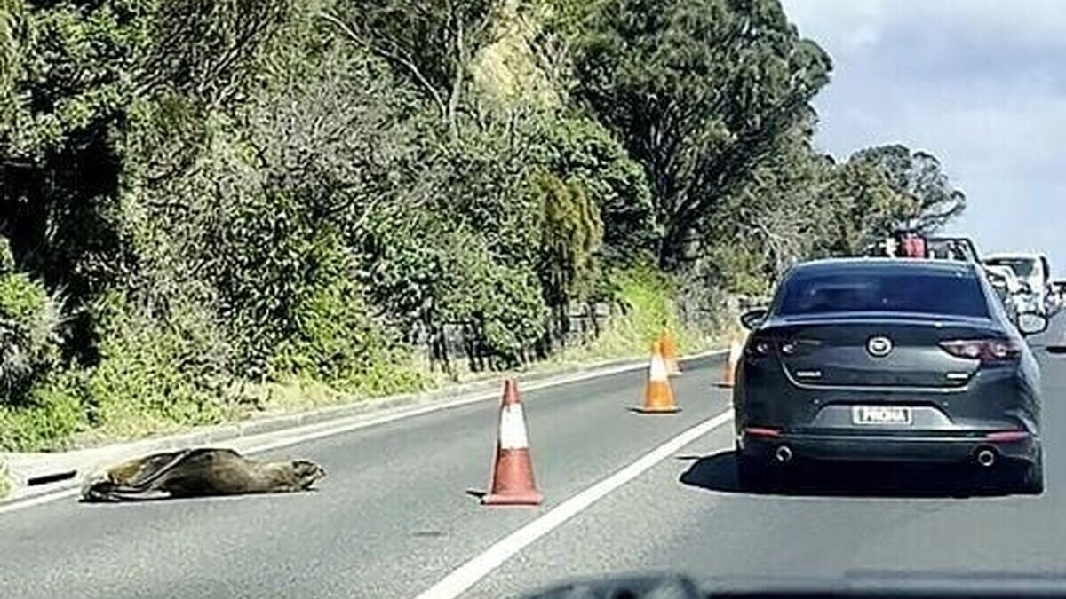 En Australie, un phoque fait halte sur la route et oblige les voitures à contourner En Australie, un phoque fait halte sur la route et oblige les voitures à contourner