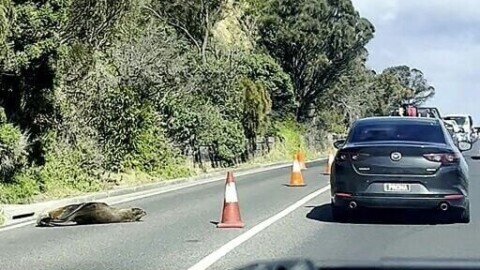 En Australie, un phoque fait halte sur la route et oblige les voitures à contourner