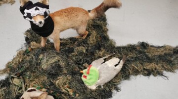 Annette Messager explore l’animal au Musée de la Chasse et de la Nature