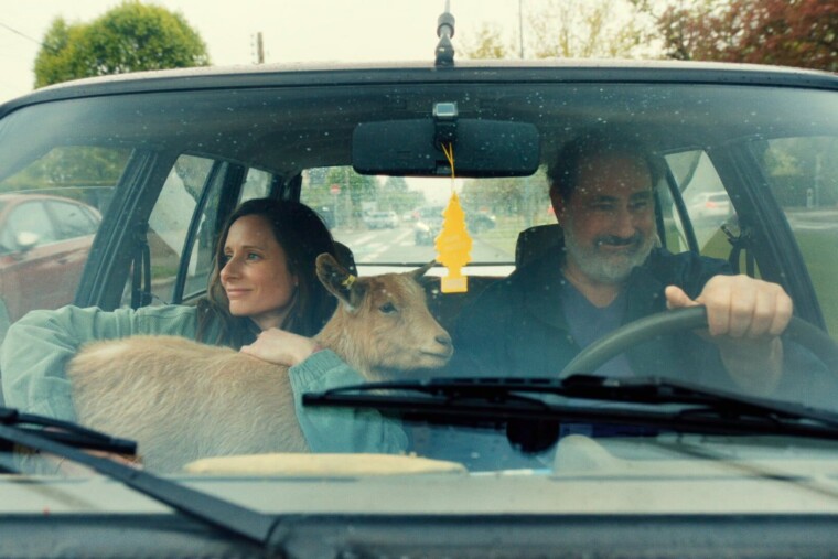 Pour « Élise sous emprise », son film sur les crises de panique, cette réalisatrice s’est inspirée… de chèvres Invitée sur le plateau de « C à vous » sur France 5, Marie Rémond est revenue sur cette manière si particulière qu’ont les chèvres myotoniques de se figer lorsqu’elles sont effrayées. Par Valentin Etancelin Partager Nos amies les chèvres ont sans doute plus en commun avec certains d’entre nous que d’aimer grimper aux arbres. Les crises de panique, notamment. Invitée du dernier numéro de C à vous sur France 5, ce lundi 20 avril, la réalisatrice du film Élise sous emprise, qui arrive en salles ce mercredi, semble être plus ou de moins de cet avis. « J’étais tombée sur un documentaire, raconte la cinéaste dans un premier temps. C’étaient des chèvres qu’on ne trouve qu’aux États-Unis, les chèvres myotoniques. » Aussi appelées « fainting goats », ces dernières voient leurs muscles se figer brusquement lorsqu’elles sont effrayées, les faisant subitement tomber d’un côté ou de l’autre. LIRE AUSSI « Juste une illusion » d’Olivier Nakache et Éric Tolédano, un délicieux voyage dans le temps qui fait du bien « C’est génétique chez elles », précise Marie Rémond, qui dit s’en être inspirée. Dans Élise sous emprise, l’héroïne qu’elle campe est engluée dans une relation toxique avec un homme. Propulsée à la tête d’une troupe de théâtre, celle-ci se sent submergée. Les crises de panique se multiplient et la font vaciller. Comment reprendre le contrôle ? Un lien « un peu farfelu » avec les chèvres « Dans le fait de se raidir et se figer d’un coup, il y avait pour moi complètement un parallèle avec les attaques de panique que l’on peut avoir dans le métro, quand ça s’arrête entre deux rames et qu’on a l’impression qu’on ne va plus pouvoir respirer », continue la cinéaste sur le plateau d’Anne-Élisabeth Lemoine. Cette dernière a poussé la comparaison jusque dans le scénario de son film, baptisé initialement Les chèvres aussi s’évanouissent. Pour l’aider à se calmer, Joseph, l’ami d’Élise, ne lui demande pas comment elle va. Il lui met une chèvre entre les bras, clin d’œil aux animaux de soutien émotionnel, prescrits aux États-Unis notamment. Marie Rémond et Gustave Kervern, ici dans « Élise sous emprise ». FILMS GRAND HUIT Marie Rémond et Gustave Kervern, ici dans « Élise sous emprise ». Une touche d’humour pour aller plus loin. « J’avais envie que le film aborde ce qui se passe concrètement dans le cerveau, poursuit la réalisatrice dans les notes de production. Le lien avec les chèvres myotoniques est un peu farfelu, mais cela m’amusait de trouver une expression de ce “cerveau primitif” animal, qui réagit avant d’analyser. » Action, réaction