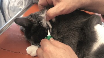 Identification des chats : une obligation encore largement ignorée en France