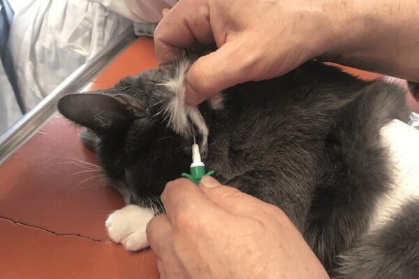 Identification des chats : une obligation encore largement ignorée en France