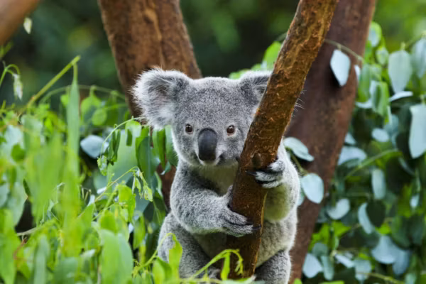 Le koala, symbole australien fragilisé par le changement climatique