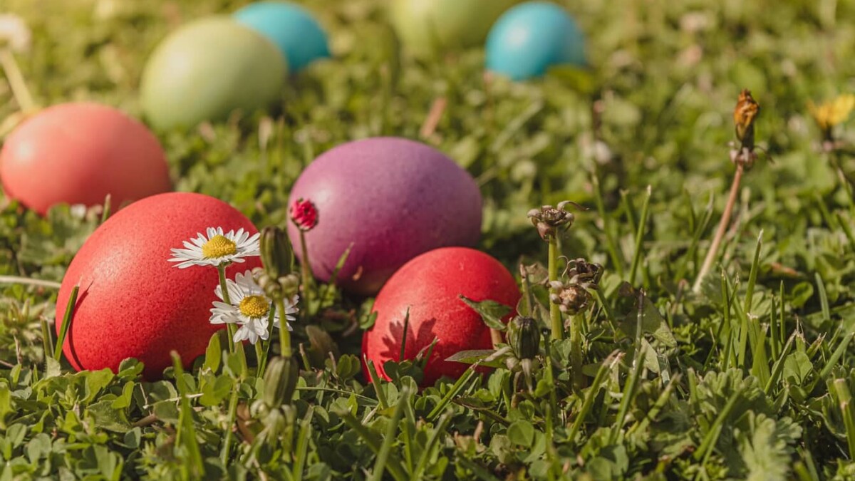 Pourquoi, à Pâques, on traque des oeufs dans l'herbe