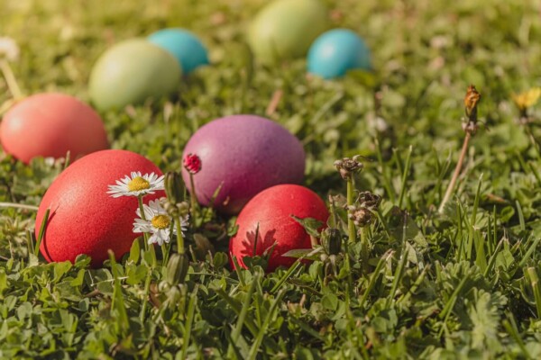 Pourquoi, à Pâques, on traque des oeufs dans l'herbe Pourquoi, à Pâques, on traque des oeufs dans l'herbe