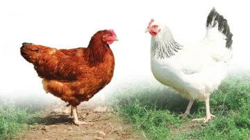 Quand les oeufs manquent, les Français adoptent des poules pondeuses