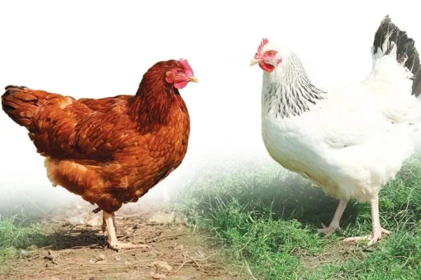 Quand les oeufs manquent, les Français adoptent des poules pondeuses