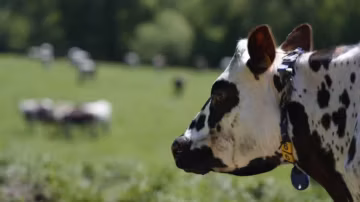 Tuberculose bovine : l'État relève l'indemnité d'abattage, 850 euros de plus pour les éleveurs