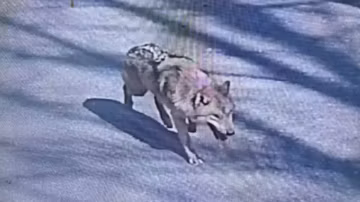 Un loup en fuite en Corée du Sud devient viral et mobilise jusqu’au président