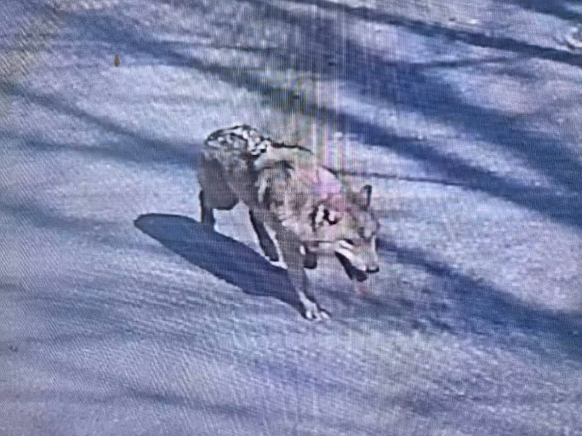A wolf on the run in South Korea goes viral and mobilizes even the president