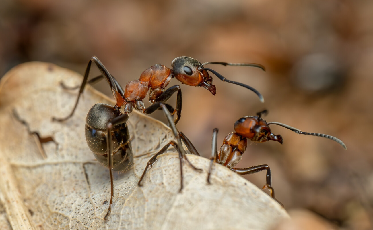 Une nouvelle alerte à la fourmi électrique dans le Var, cette fois à Cavalaire-sur-Mer