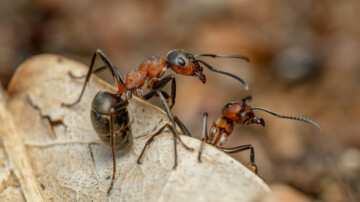Une nouvelle alerte à la fourmi électrique dans le Var, cette fois à Cavalaire-sur-Mer