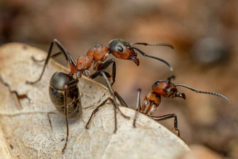 Une nouvelle alerte à la fourmi électrique dans le Var, cette fois à Cavalaire-sur-Mer
