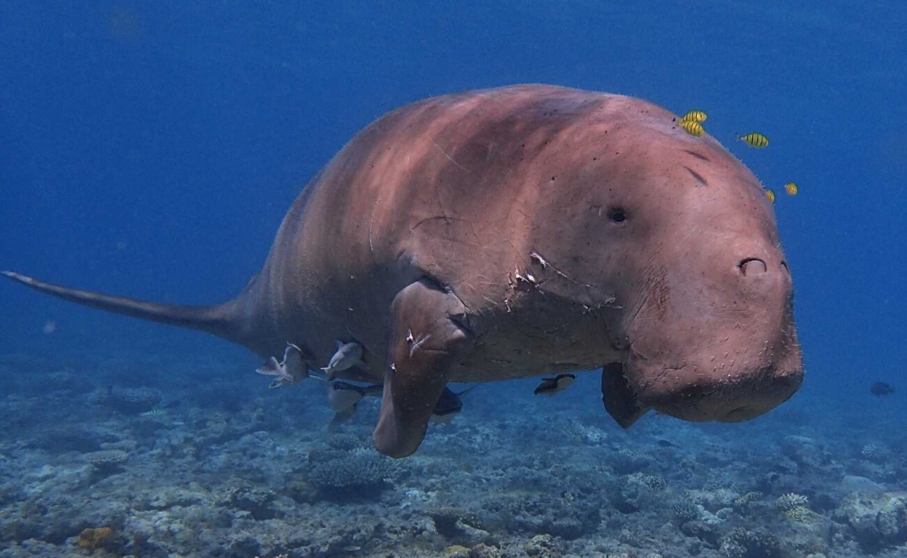 À Mayotte, le dugong se rapproche dangereusement de l’extinction