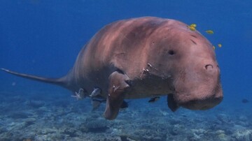 À Mayotte, le dugong se rapproche dangereusement de l’extinction
