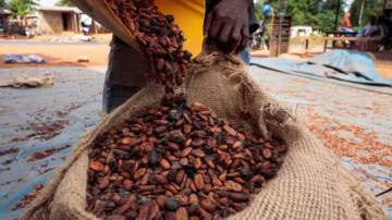 Après deux années difficiles, la Côte d’Ivoire annonce un spectaculaire rebond de sa production de cacao