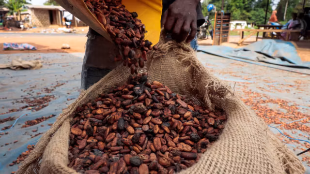 Après deux années difficiles, la Côte d’Ivoire annonce un spectaculaire rebond de sa production de cacao — photo