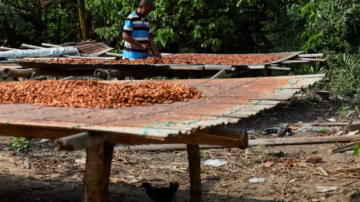 Crise du cacao au Ghana : des milliers d’agriculteurs toujours impayés, l’acheteur public menacé de saisie