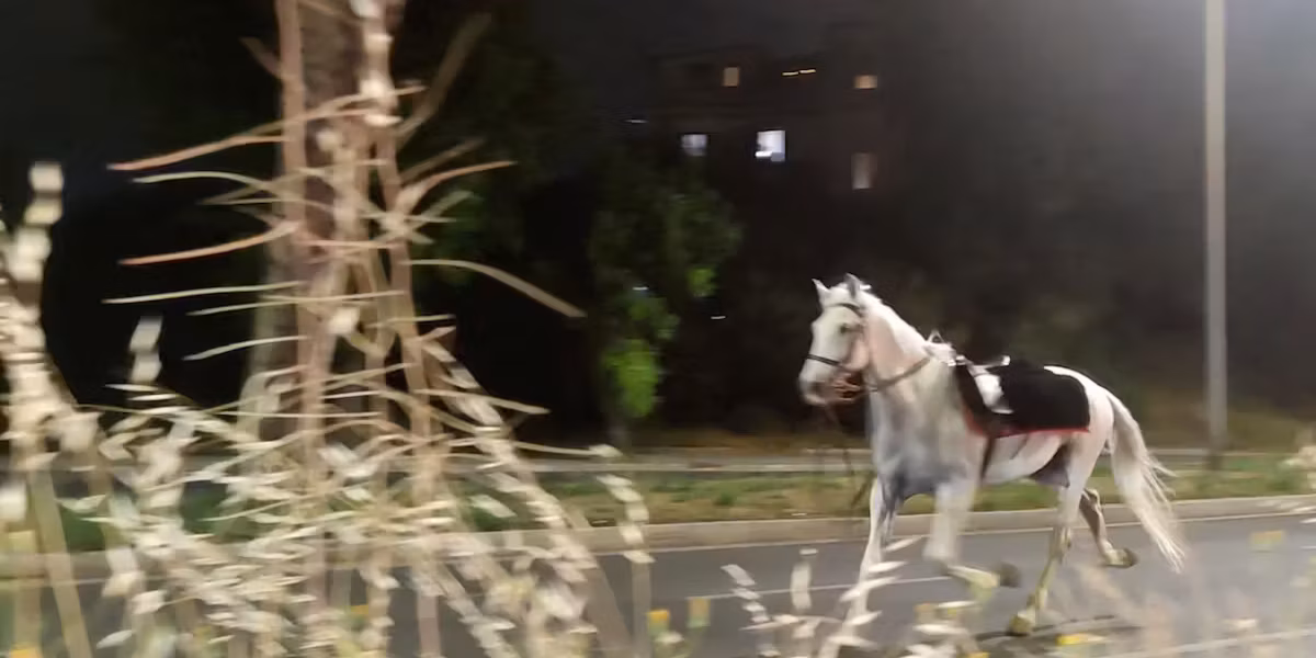 Des chevaux s’emballent dans les rues de Rome après des feux d’artifice tirés lors d’une répétition militaire
