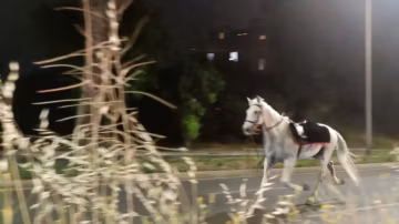 Des chevaux s’emballent dans les rues de Rome après des feux d’artifice tirés lors d’une répétition militaire