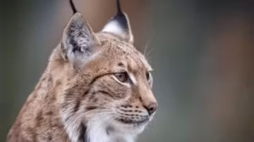 En Alsace, une habitante condamnée après la mort d’un lynx protégé