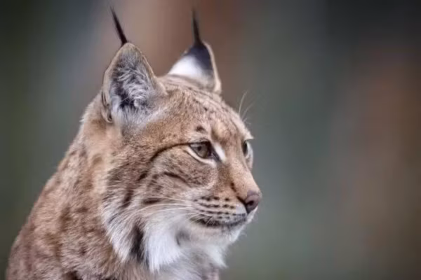 En Alsace, une habitante condamnée après la mort d’un lynx protégé
