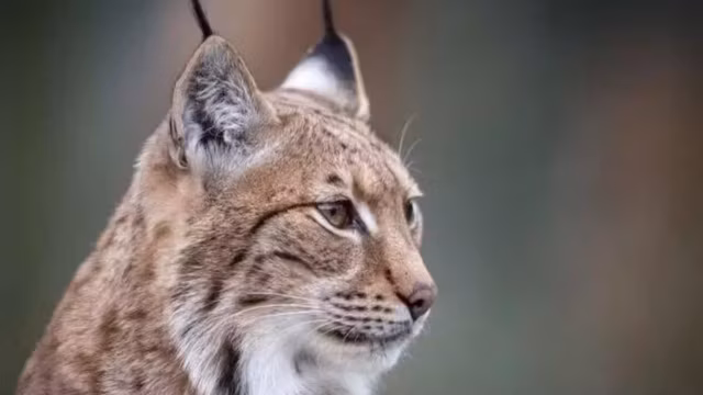 En Alsace, une habitante condamnée après la mort d’un lynx protégé
