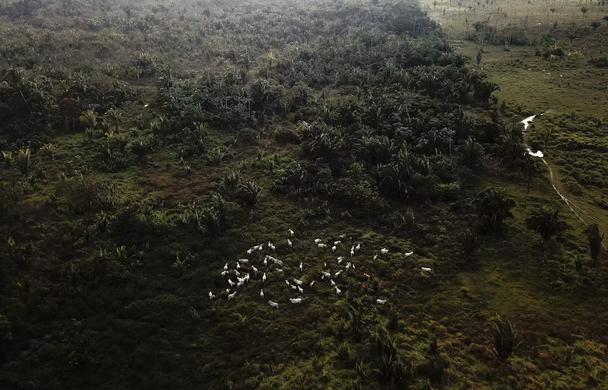 China could become an unexpected ally of the Amazon by changing the way it buys beef