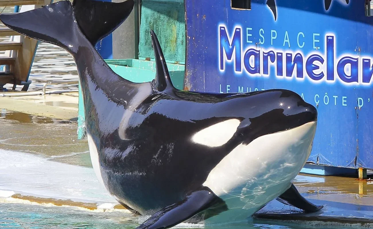 La France veut transférer en urgence les orques du Marineland vers un parc espagnolLa France veut transférer en urgence les orques du Marineland vers un parc espagnol