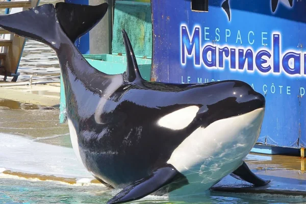 La France veut transférer en urgence les orques du Marineland vers un parc espagnolLa France veut transférer en urgence les orques du Marineland vers un parc espagnol