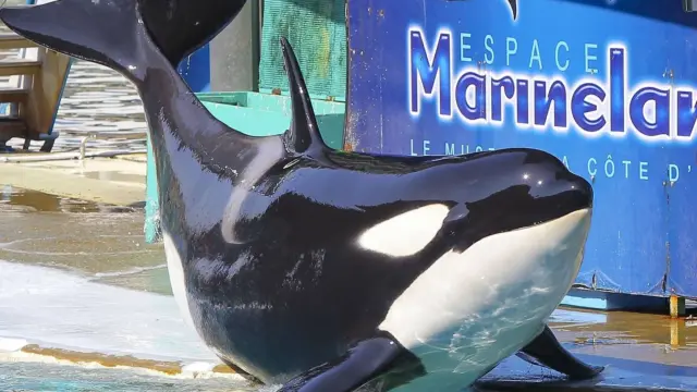 La France veut transférer en urgence les orques du Marineland vers un parc espagnolLa France veut transférer en urgence les orques du Marineland vers un parc espagnol