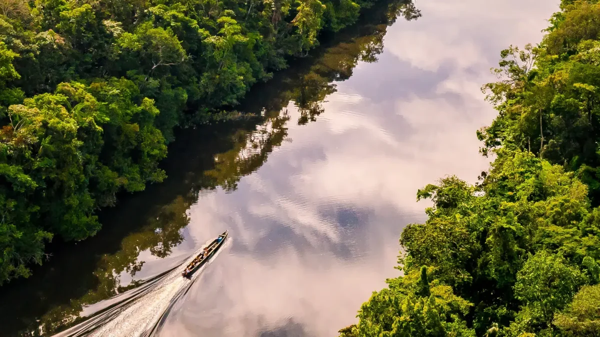 La Guyane dans le top 5 mondial du City Nature Challenge, 3 819 espèces en quatre jours