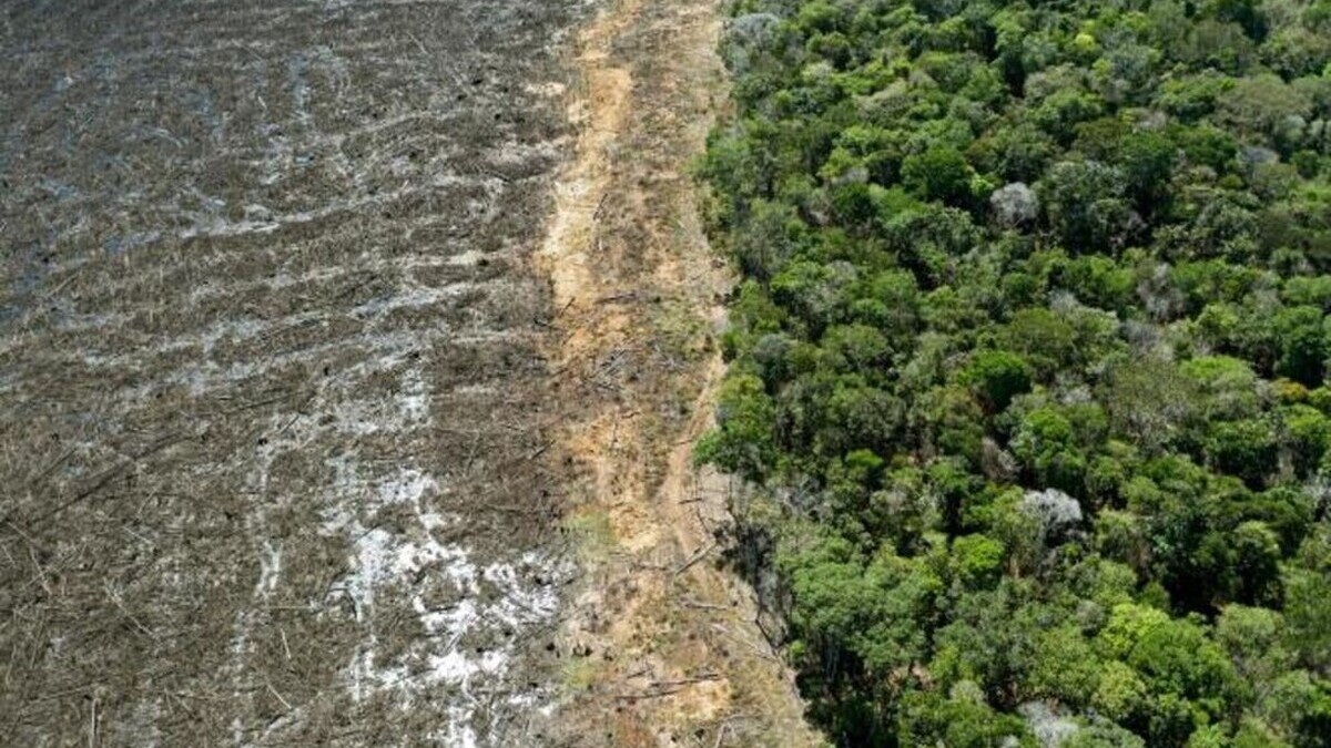 La déforestation recule fortement en Amazonie brésilienne, au plus bas depuis 2019