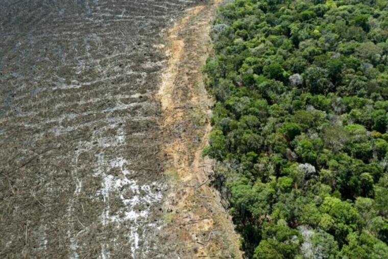 La déforestation recule fortement en Amazonie brésilienne, au plus bas depuis 2019