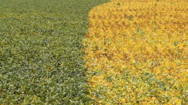 L’accord agricole entre Washington et Pékin pourrait rebattre les cartes des exportations brésiliennes — photo