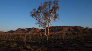 Le changement climatique pourrait faire disparaître des milliers d’espèces végétales d’ici 2100