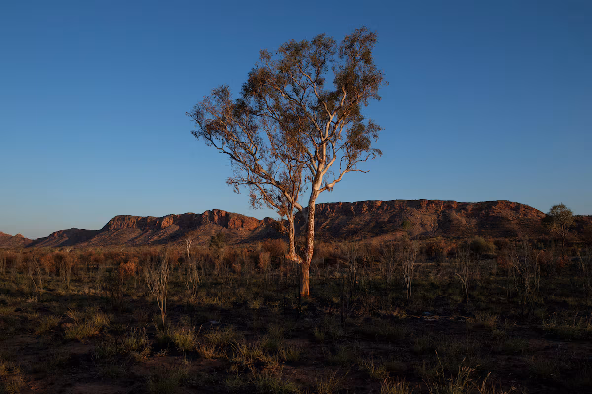 Climate change could wipe out thousands of plant species by 2100