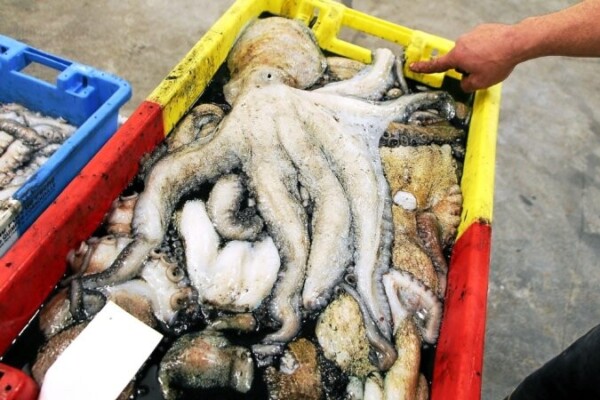 Le poulpe devient une ressource majeure pour les pêcheurs bretons