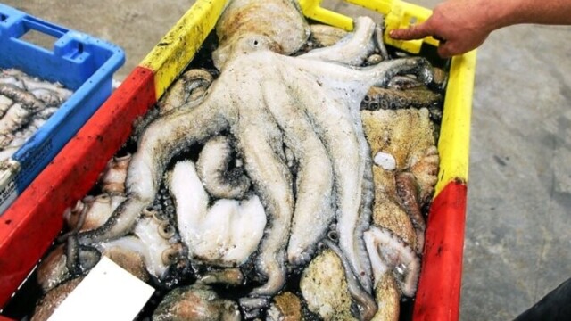 Le poulpe devient une ressource majeure pour les pêcheurs bretons
