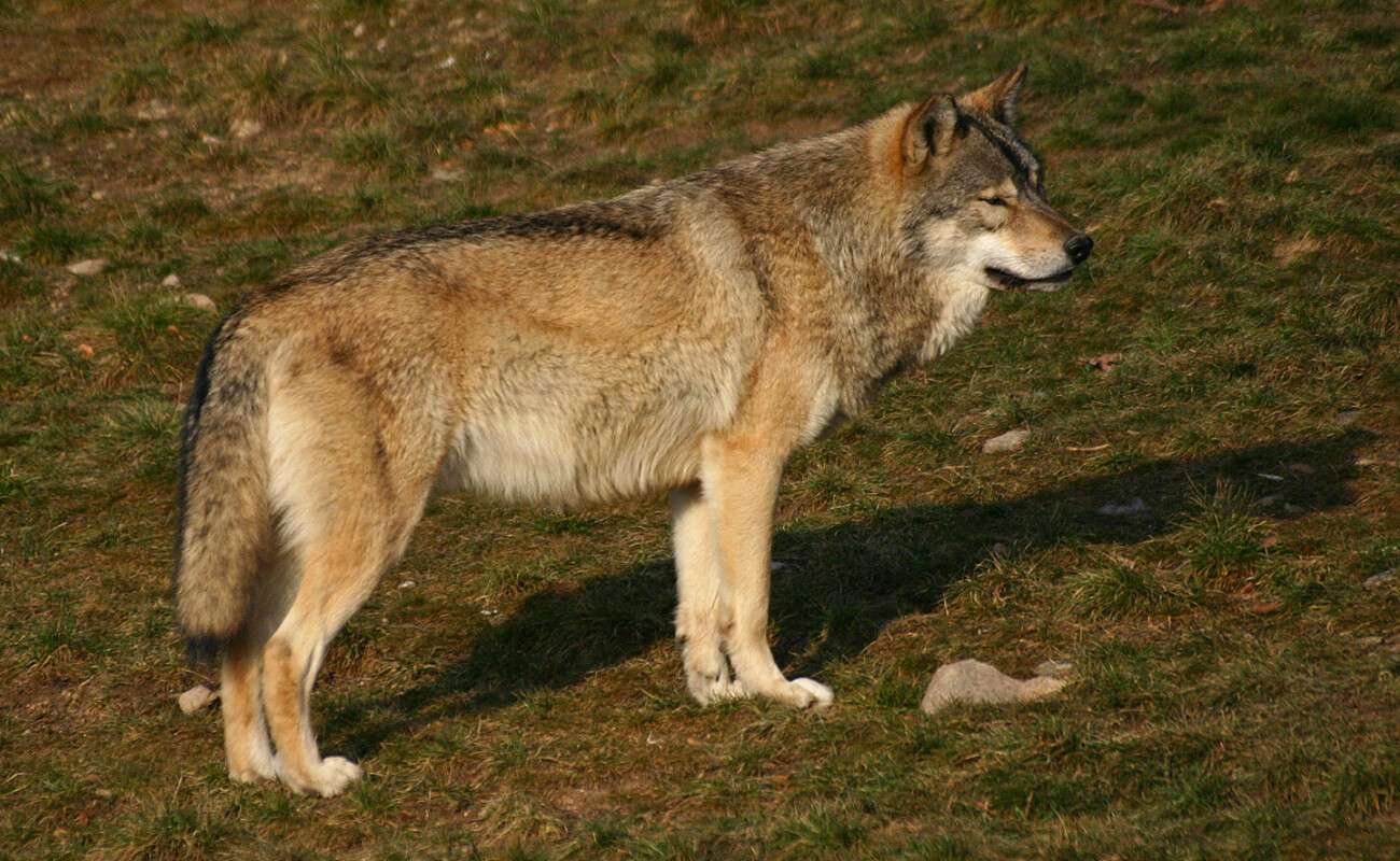 Les députés durcissent les règles de défense des éleveurs face aux attaques de loups