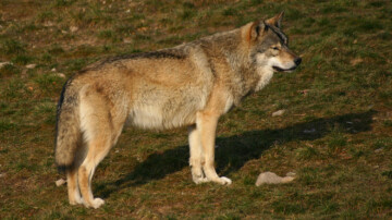 Les députés durcissent les règles de défense des éleveurs face aux attaques de loups