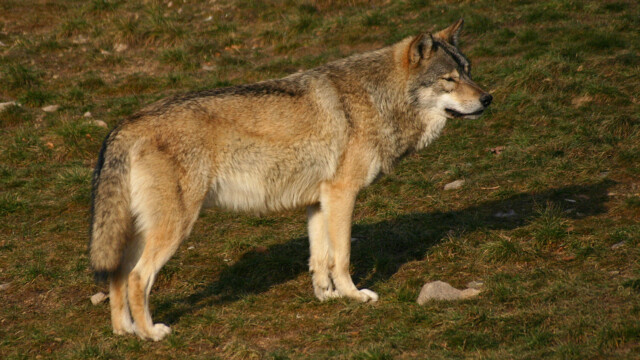 Les députés durcissent les règles de défense des éleveurs face aux attaques de loups