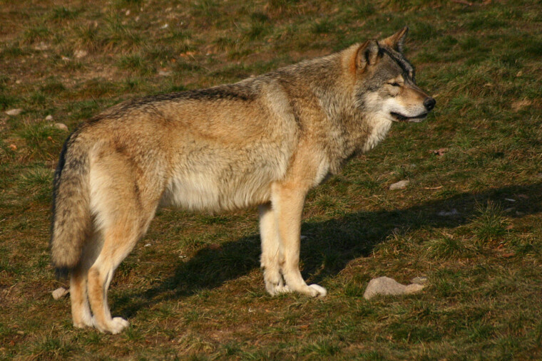Les députés durcissent les règles de défense des éleveurs face aux attaques de loups