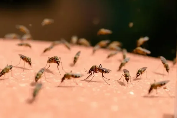 Moustiques, chikungunya... la France entre en saison de vigilance après un record en 2025