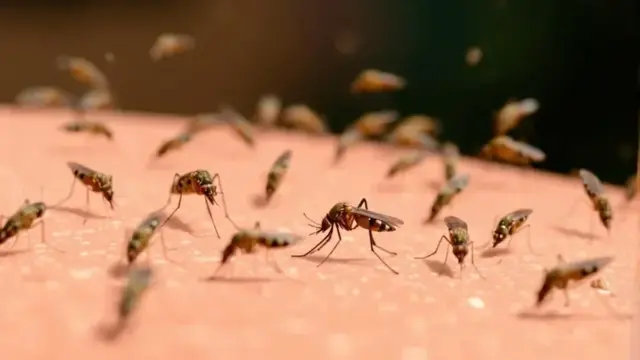 Moustiques, chikungunya... la France entre en saison de vigilance après un record en 2025