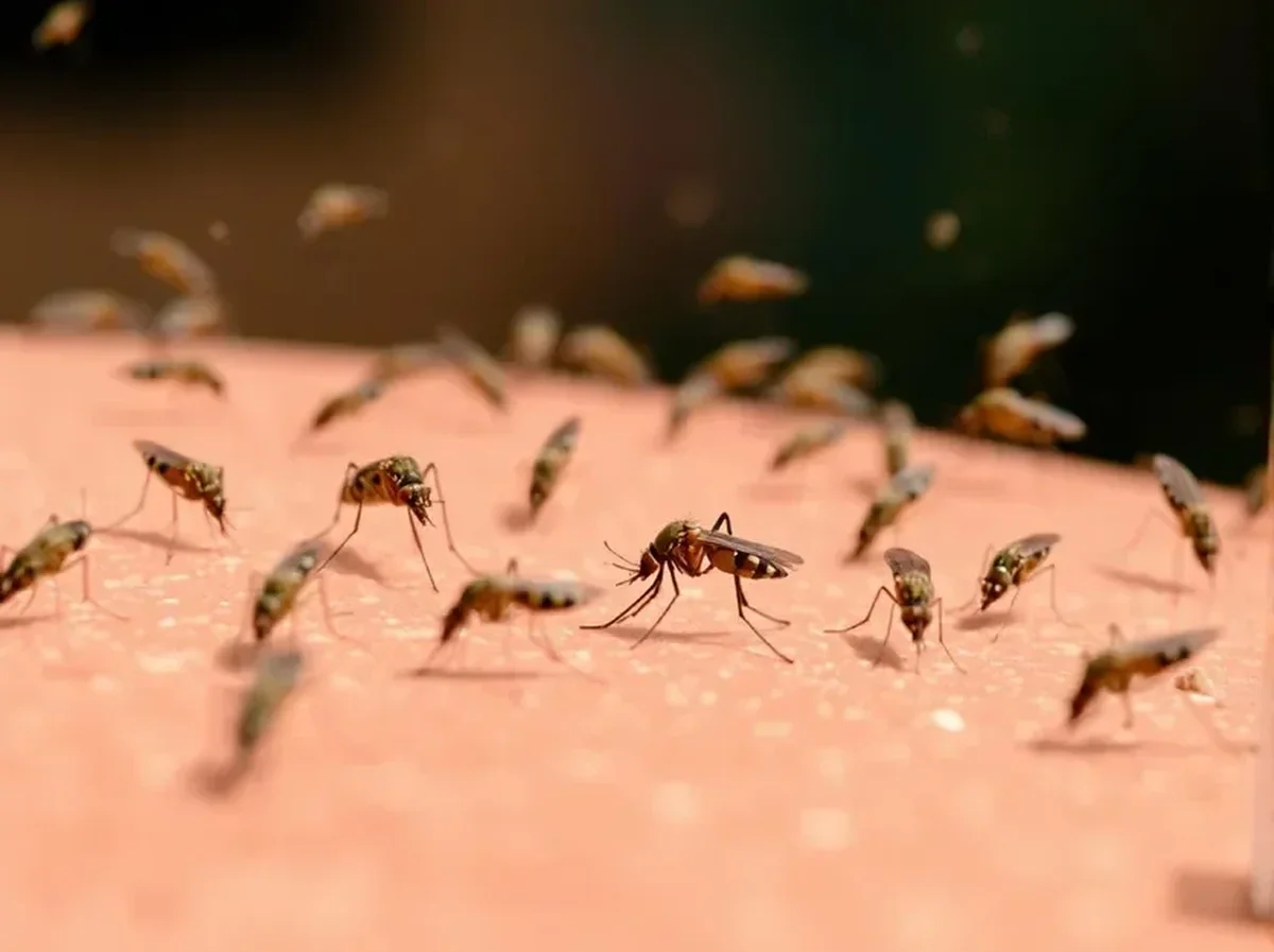 Mosquitoes, chikungunya... France enters a season of vigilance after a record year in 2025