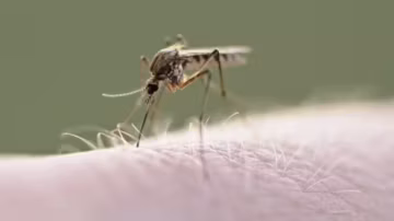 Moustiques : un répulsif pourrait devenir un signal de repas pour certains insectes